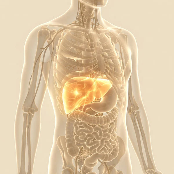 Restores Glutathione